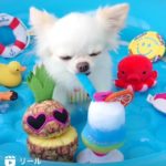 インスタグラム「リール」子犬の動画